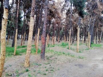 جایگزینی درختان آفت‌زده بوستان جنگلی سرخه‌حصار آغاز شده است