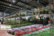 عرضه گل و گیاهان زینتی در ۱۰۰ غرفه هجدهمین نمایشگاه گل محلات 