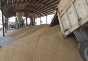 ۲۰ هزار تن گندم فارس از آسیب باران حفظ شد 