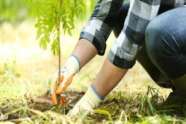 قبای سبز درختکاری بر تَن فارس؛جهش ۱۰برابری تولید نهال طی ۲سال