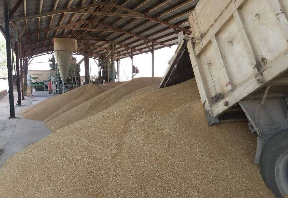۲۰ هزار تن گندم فارس از آسیب باران حفظ شد 