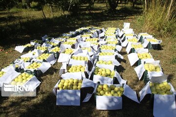 برداشت ۱۳۰ هزار تُن سیب در مهاباد آغاز شد
