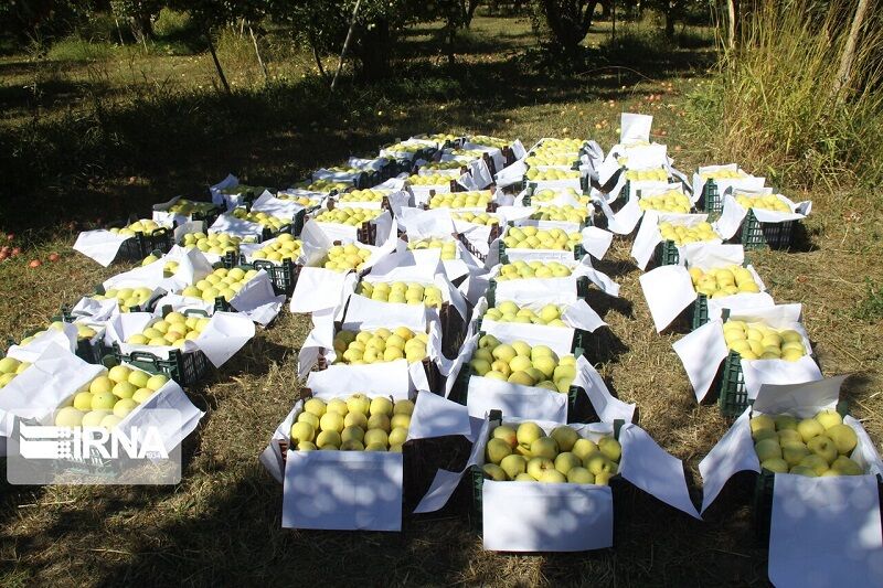 تولید سیب در خراسان شمالی ۳۰ درصد افزایش یافت