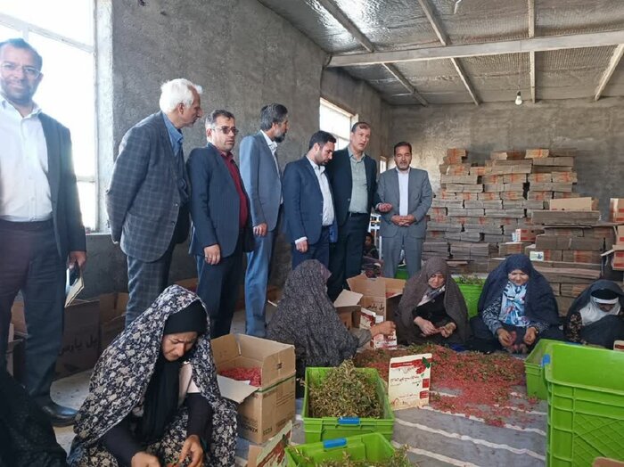 پرداخت تسهیلات ساخت سردخانه برای زرشکاران خراسان جنوبی پیگیری میشود