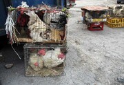 فروش مرغ زنده در خراسان جنوبی ممنوع است