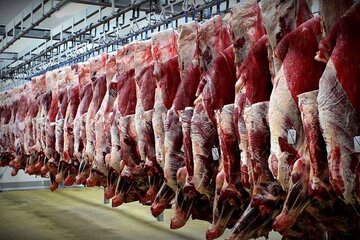 تولید گوشت قرمز در قزوین ۹ درصد افزایش داشت