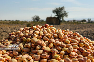 Pistachio festival of Azarshahr