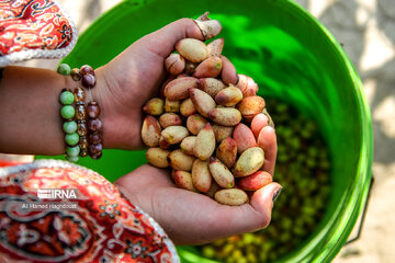 Pistachio festival of Azarshahr