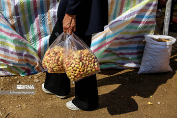 Pistachio festival of Azarshahr