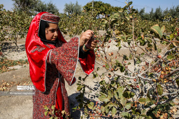 Pistachio festival of Azarshahr