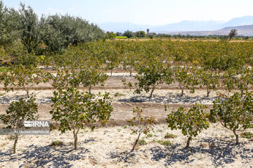 Pistachio festival of Azarshahr