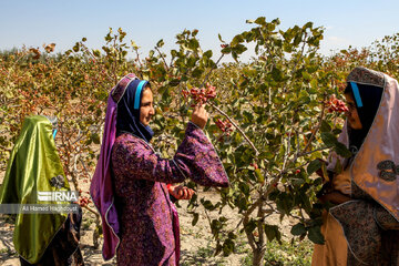 Pistachio festival of Azarshahr