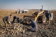 ۲۸۰ هزار تن چغندر امسال در کرمانشاه برداشت می‌شود