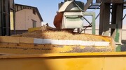 ۲ هزار و ۳۰۰ تن گندم بذری آماده توزیع بین کشاورزان لرستان است