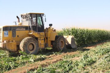 برچیدن مزارع آلوده به فاضلاب در فارس/ نابودی ۴۵هکتار از کشت های آلوده گِردخون
