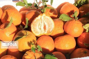 یک هزار و ۲۰۰ تُن نارنگی پیش‌رس از میاندورود به خارج کشور صادر شد