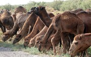 تغییر سیمای زراعی حوضه دریاچه ارومیه تغییر چراکنندگان را اجتناب ناپذیر کرده است