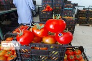 ۴۰۰ هزار تن گوجه فرنگی در بوشهر برداشت شد