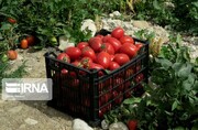 پیش بینی برداشت ۶۵۰هزار تن گوجه فرنگی در استان بوشهر