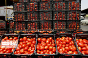 کاهش تعرفه صادراتی باعث رونق بازار گوجه فرنگی بوشهر شد