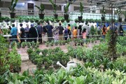 نمایشگاه  گل و گیاه در یزد گشایش یافت