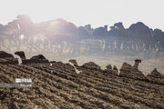 Camel and pistachio farming in Ilkhchi