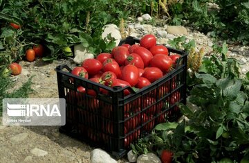برداشت گوجه فرنگی از مزارع استان بوشهر آغاز شد