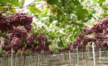 بهره برداری از هفت هزار هکتار از باغ های انگور تاکستان به روش مدرن