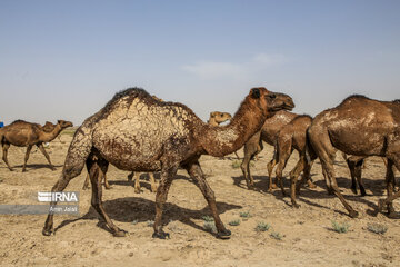 Camel and pistachio farming in Ilkhchi