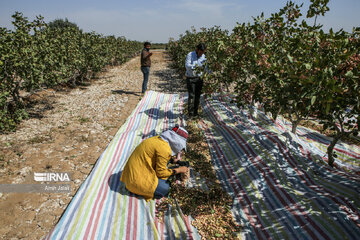 Camel and pistachio farming in Ilkhchi