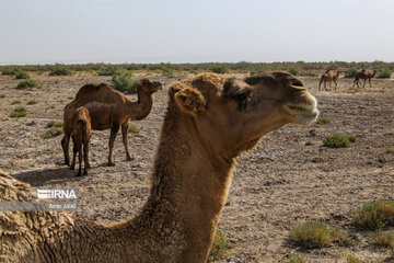 Camel and pistachio farming in Ilkhchi