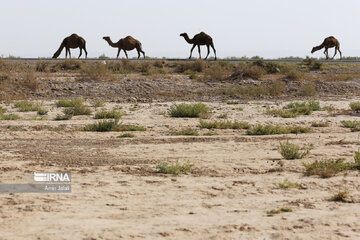 Camel and pistachio farming in Ilkhchi