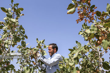 Camel and pistachio farming in Ilkhchi