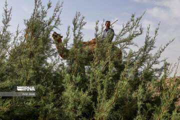 Camel and pistachio farming in Ilkhchi