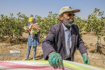 Camel and pistachio farming in Ilkhchi