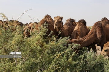 Camel and pistachio farming in Ilkhchi