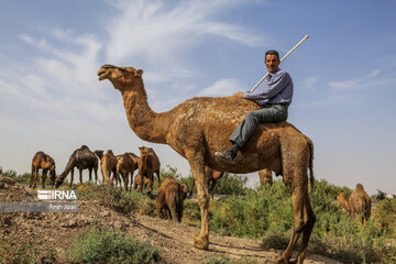 Camel and pistachio farming in Ilkhchi