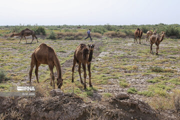 Camel and pistachio farming in Ilkhchi