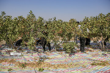 Camel and pistachio farming in Ilkhchi