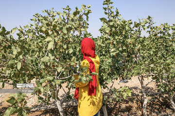 Camel and pistachio farming in Ilkhchi