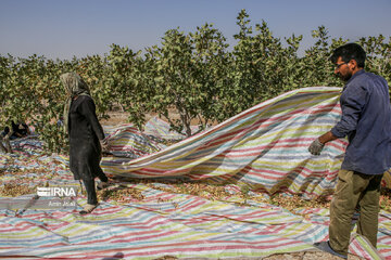 Camel and pistachio farming in Ilkhchi