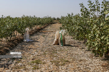 Camel and pistachio farming in Ilkhchi