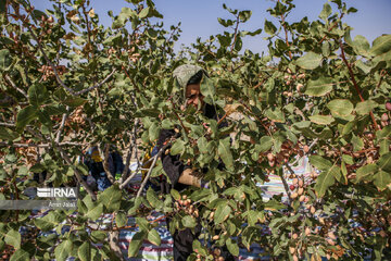 Camel and pistachio farming in Ilkhchi