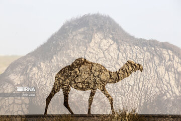 Camel and pistachio farming in Ilkhchi