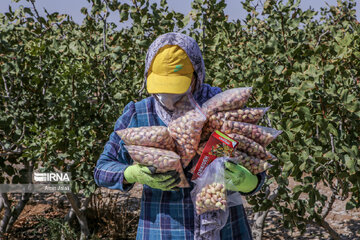 Camel and pistachio farming in Ilkhchi