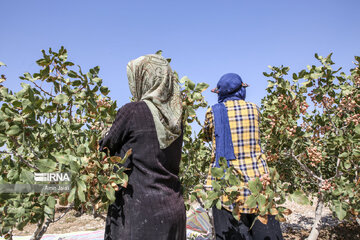 Camel and pistachio farming in Ilkhchi