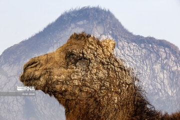 Camel and pistachio farming in Ilkhchi