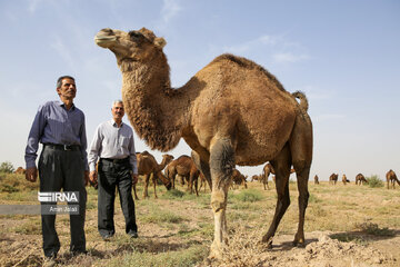 Camel and pistachio farming in Ilkhchi