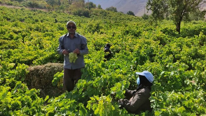 چشم انداز روشن صادرات انگور ایوان