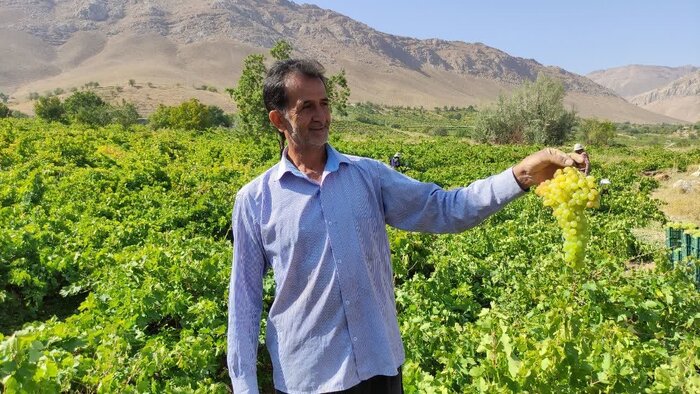 چشم انداز روشن صادرات انگور ایوان